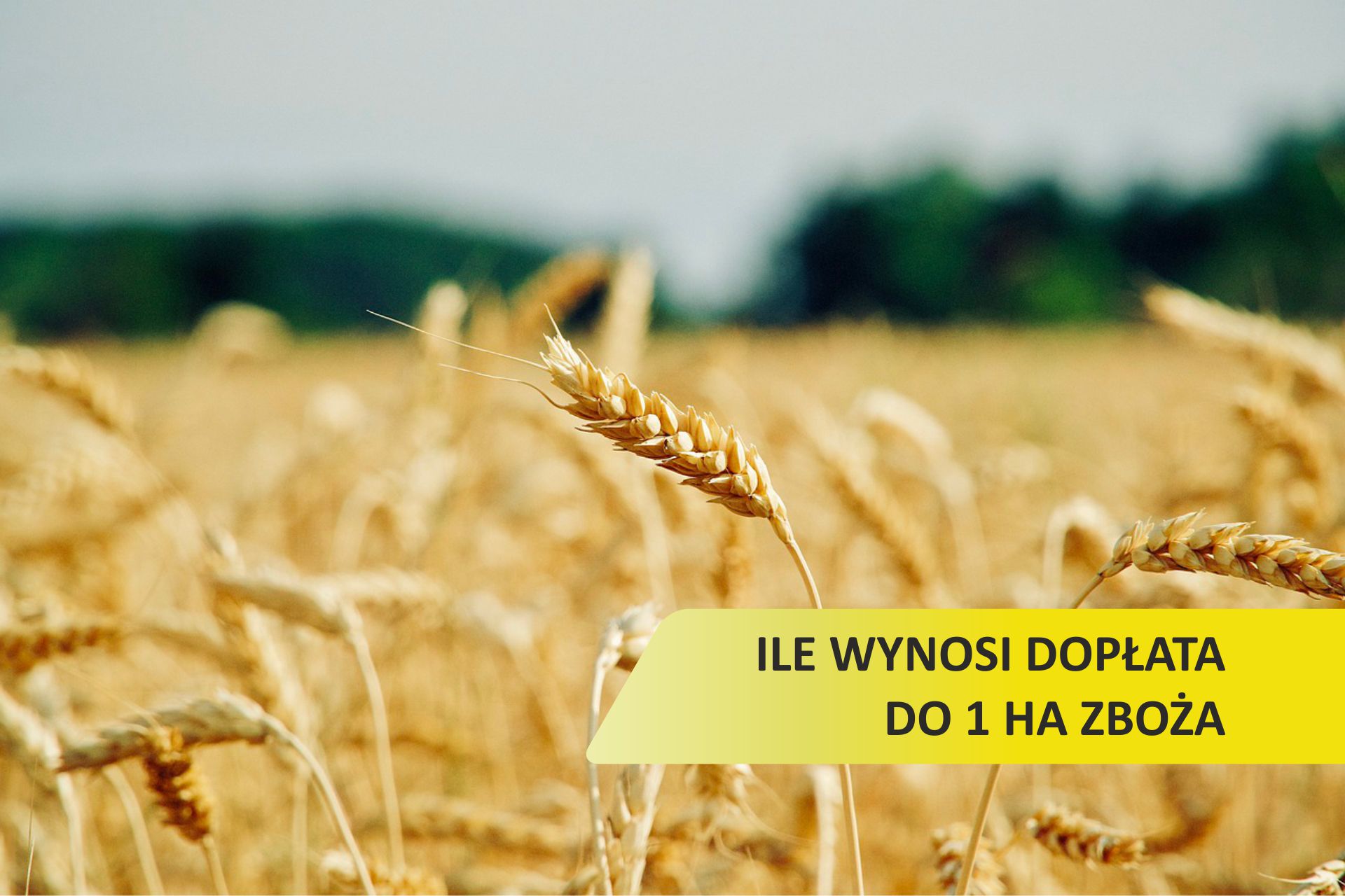 Ile wynosi dopłata do 1 ha zboża w 2024 roku? | Scandagra