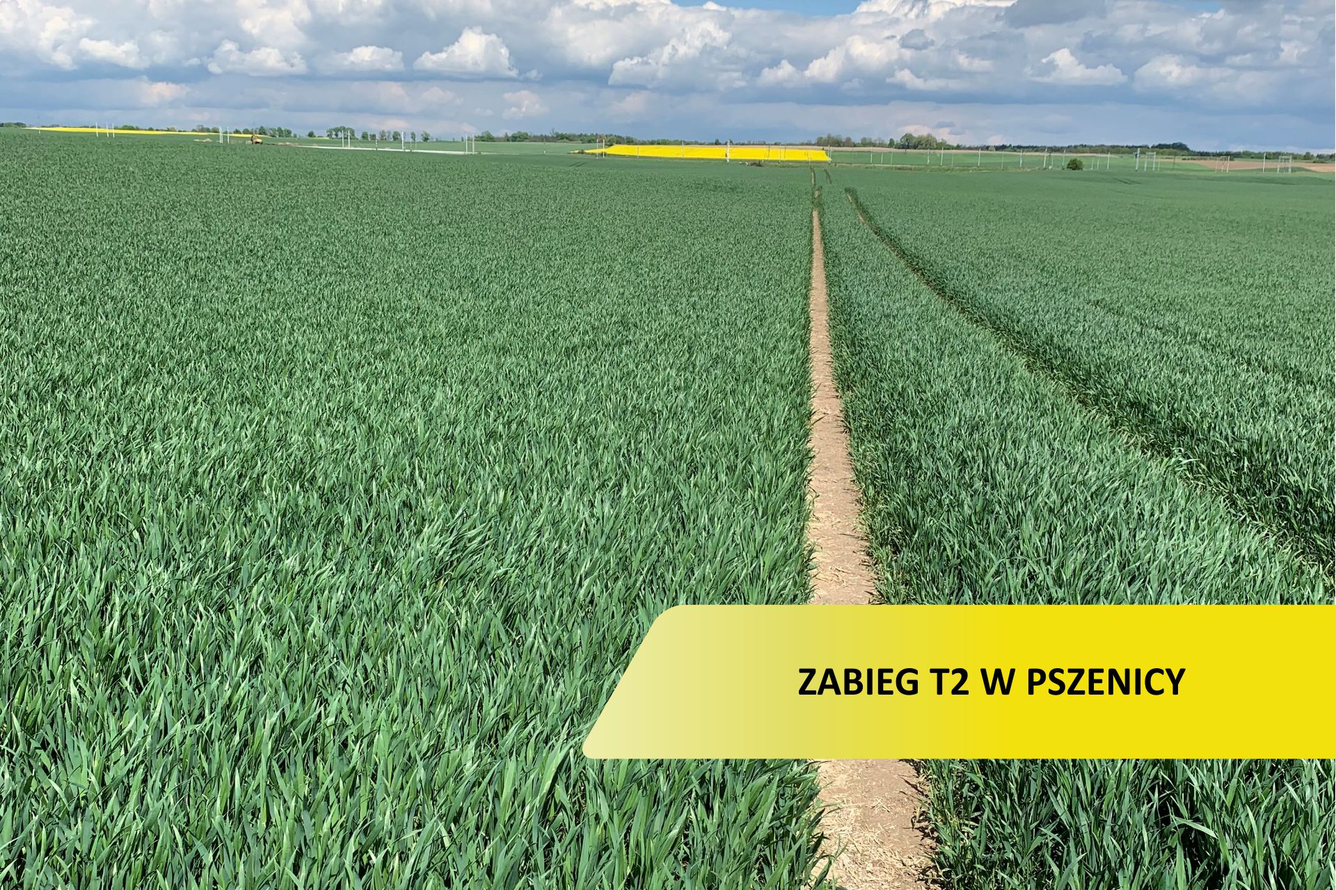 Zabieg T2 w pszenicy na czym polega i kiedy go stosować? Scandagra